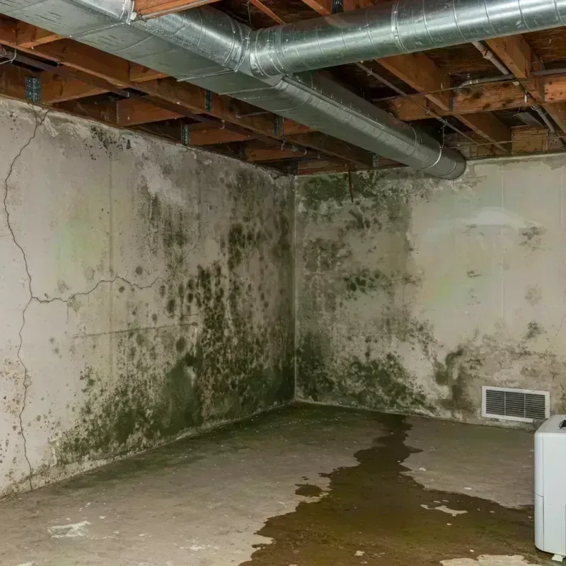 Professional Mold Removal in Chesterfield, MO